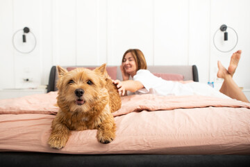 Close up portrait of cute pet dog sitting on bed and woman lying and smiling on background in the bedroom