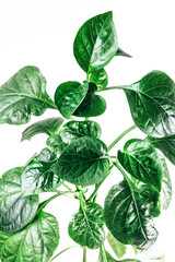 paprika sweet pepper leaves on white background home garden