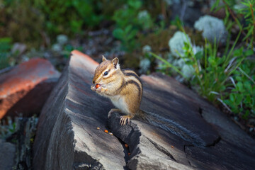 Chipmunk eats nuts.