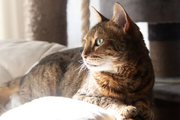 Naklejka premium Bengal Katze