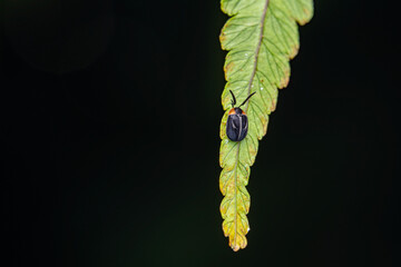 little black insect on the fern leaf