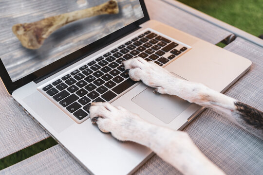 a dog looking at an image of a bone on a computer monitor