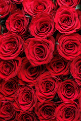 Bunch of fresh deep red roses floral background