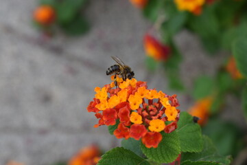 abejas, flores, macro, bonito, naturaleza