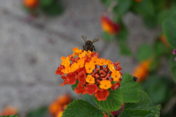 abejas, flores, macro, bonito, naturaleza