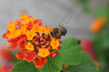 abejas, flores, macro, bonito, naturaleza