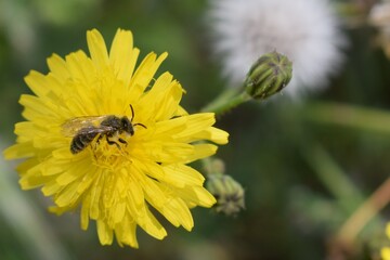 abejas, flores, macro, bonito, naturaleza