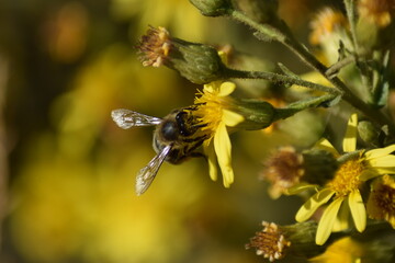 abejas, flores, macro, bonito, naturaleza