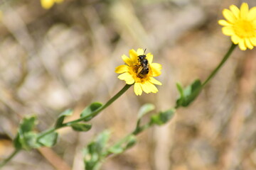 abejas, flores, macro, bonito, naturaleza