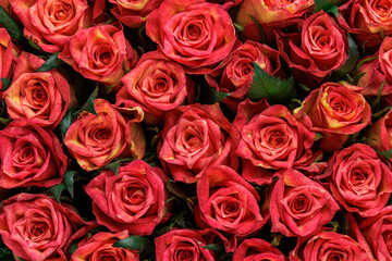 Bunch of fresh orange red roses floral background