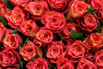 Bunch of fresh orange red roses floral background