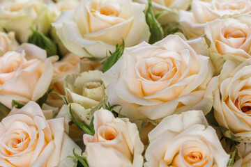 Bunch of fresh white yellow green pale roses floral background