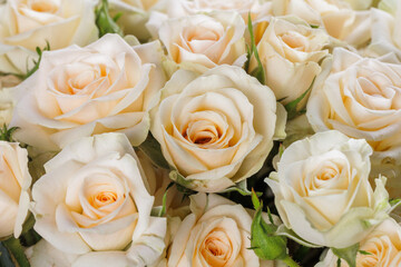 Bunch of fresh white yellow green pale roses floral background