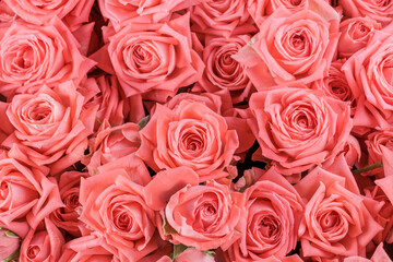 Obraz na płótnie Canvas Bunch of fresh light orange pink roses floral background