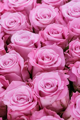 Bunch of fresh light magenta roses floral background
