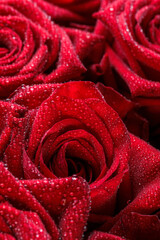 Bunch of fresh red roses floral background