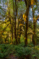 Hall of Mosses at Olympic National Park