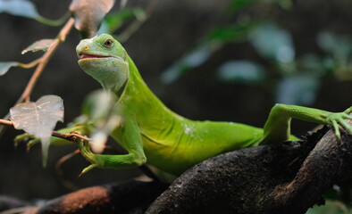 gecko on a branch looks into the camera in zoo