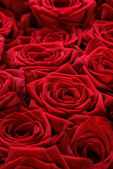 Bunch of fresh red roses floral background