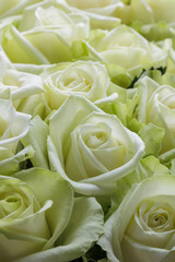 Bunch of fresh white green roses floral background