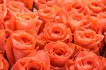 Bunch of fresh orange roses floral background