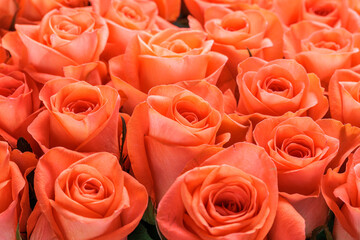 Bunch of fresh orange roses floral background