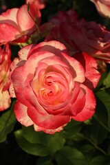 Beautiful blooming pink rose outdoors on sunny day, closeup