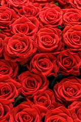 Bunch of fresh red roses floral background