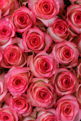 Bunch of fresh pink pale roses floral background