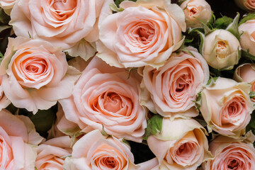 Bunch of fresh pink pale roses floral background