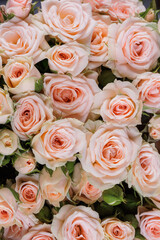 Fototapeta na wymiar Bunch of fresh pink pale roses floral background