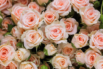 Fototapeta na wymiar Bunch of fresh pink pale roses floral background