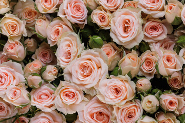Obraz na płótnie Canvas Bunch of fresh pink pale roses floral background