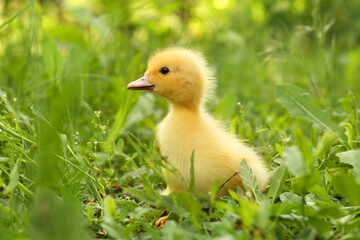 Cute fluffy duckling on green grass outdoors. Baby animal