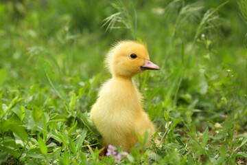Cute fluffy duckling on green grass outdoors. Baby animal