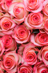 Bunch of fresh pink pale roses floral background