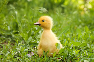 Cute fluffy duckling on green grass outdoors. Baby animal