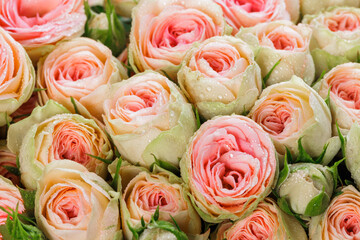 Bunch of fresh pink pale roses floral background