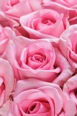 Bunch of fresh light magenta roses floral background