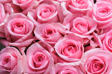 Bunch of fresh light magenta roses floral background