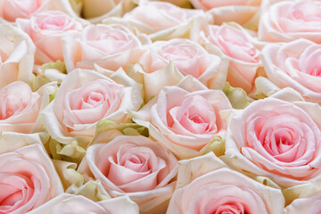 Bunch of fresh pink pale roses floral background