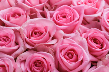 Fototapeta na wymiar Bunch of fresh light magenta roses floral background