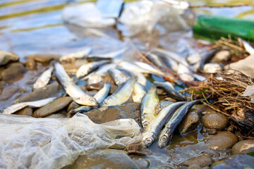 Dead fishes and trash near river. Environmental pollution concept