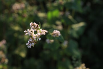Closeup view of beautiful blossoming buckwheat flowers