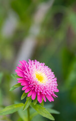 Pink China Aster (&Aacute;ster-da china violeta)