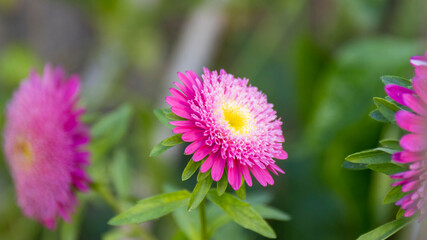 Obraz premium Pink China Aster (Áster-da china violeta)