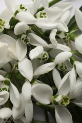 Beautiful spring snowdrops as background, closeup view