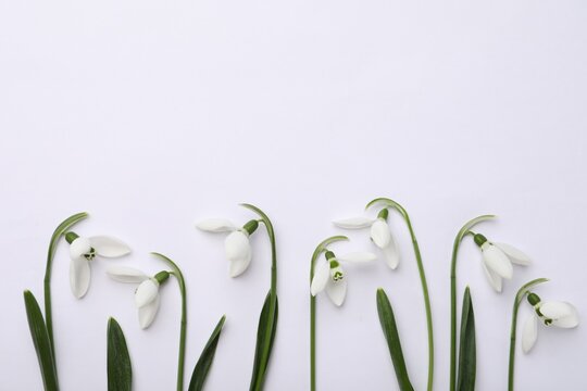 Beautiful snowdrops on white background, top view