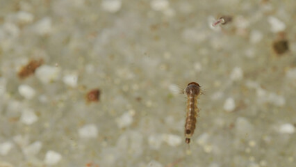 Obraz na płótnie Canvas mosquito larvae in the water
