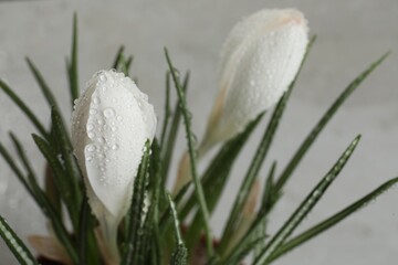 Beautiful crocuses with dew drops on white background, closeup